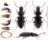 Pterostichus diligens